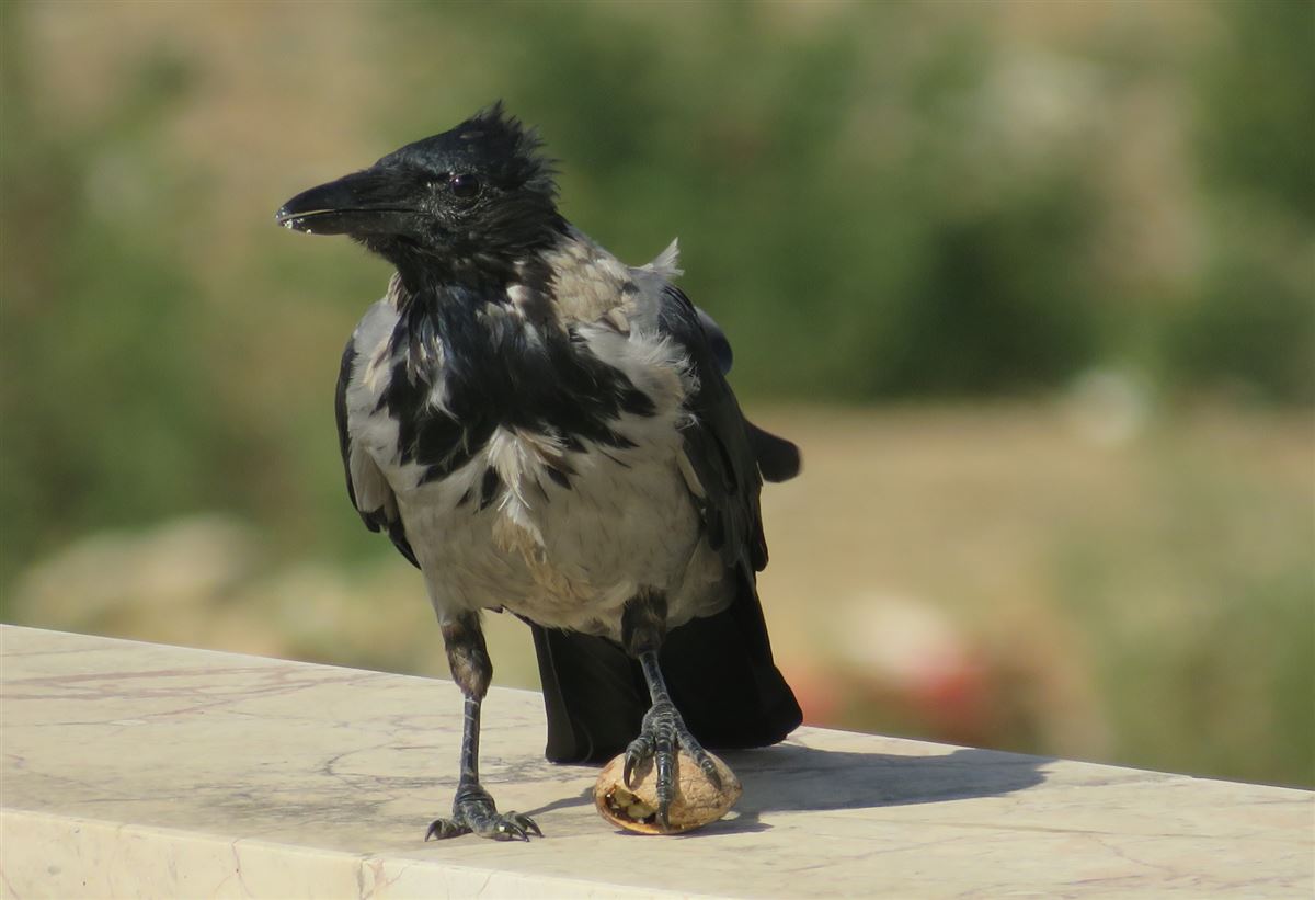 Leş kargası