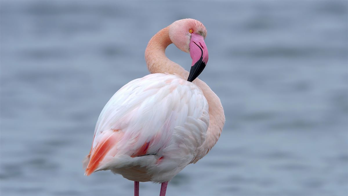 Flamingo