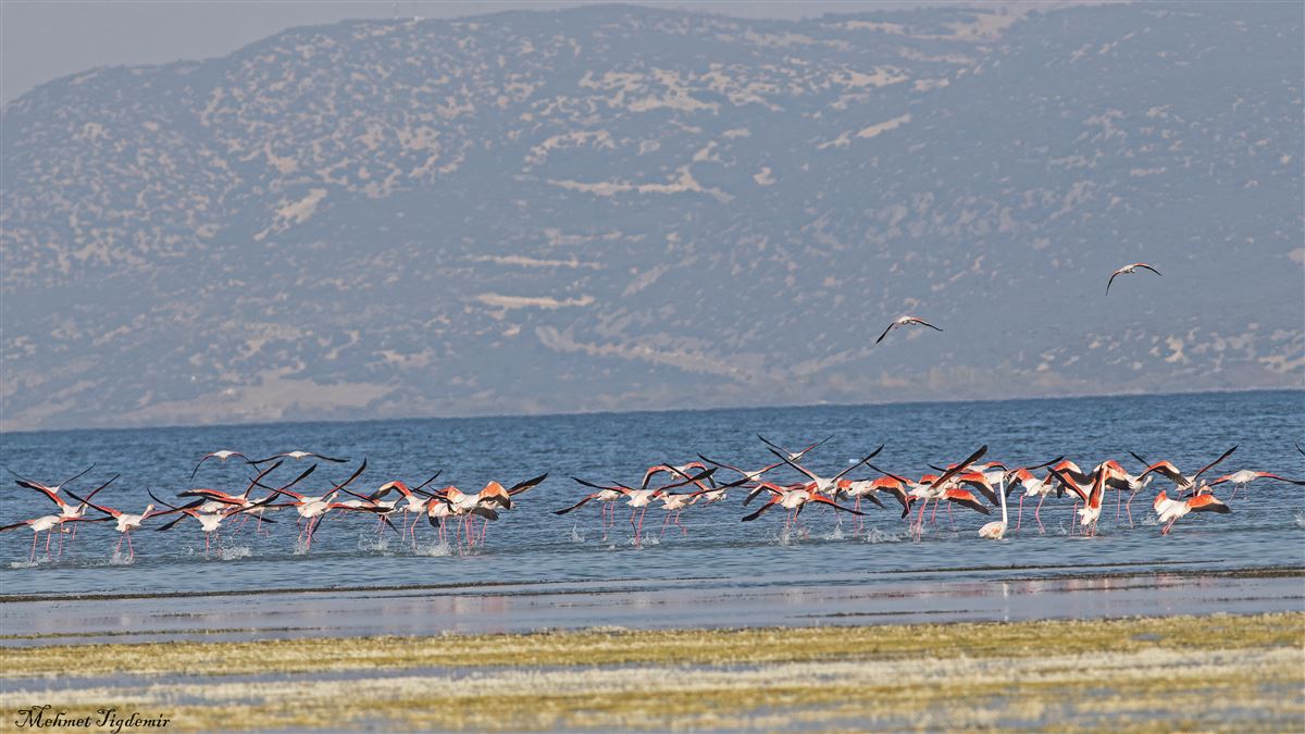 Flamingo