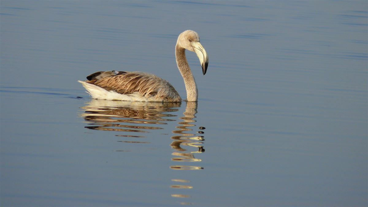 Flamingo