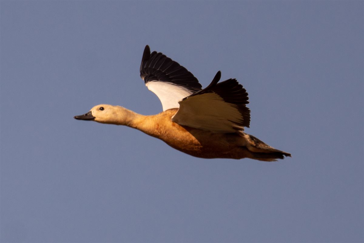 Angıt
