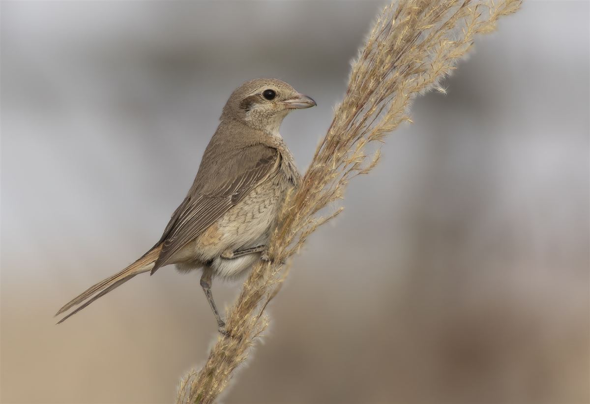 Red-tailed Shrike