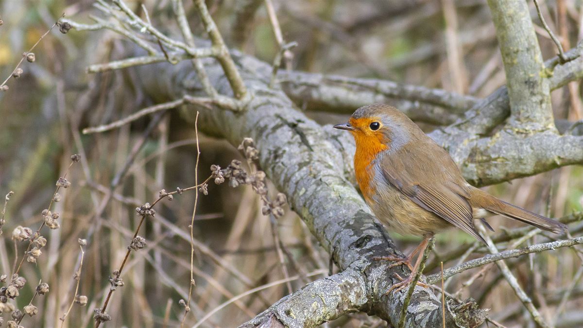 European Robin