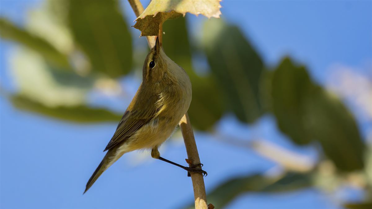 Common Chiffchaff