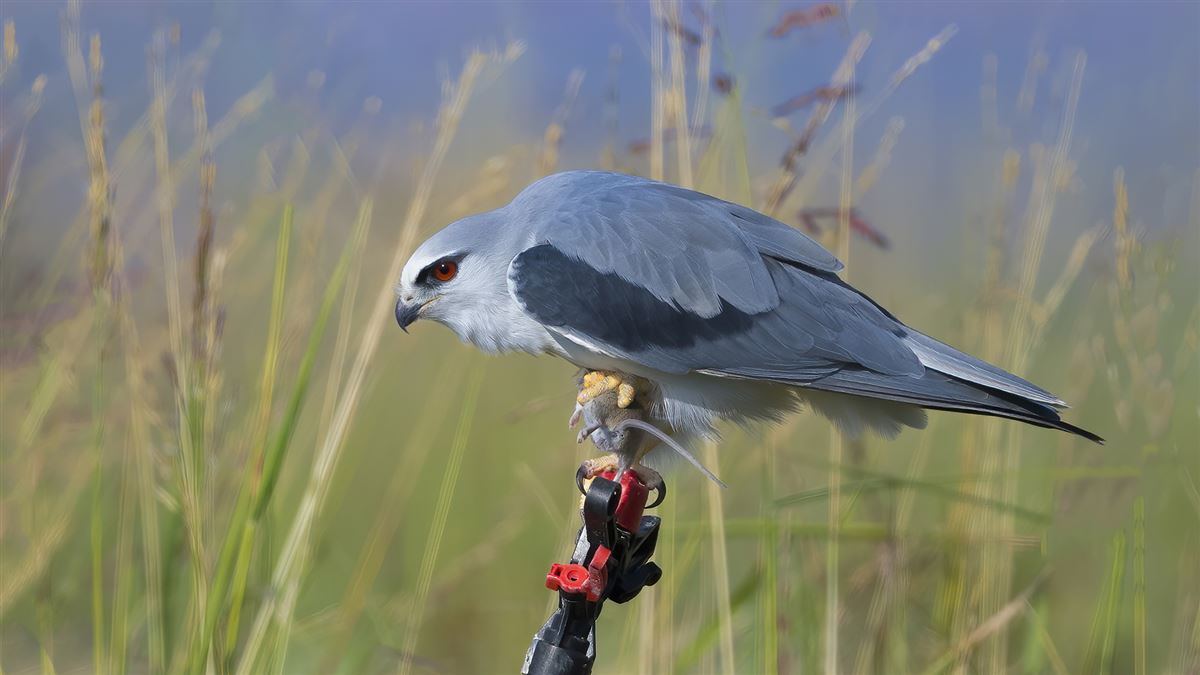 Black-winged Kite
