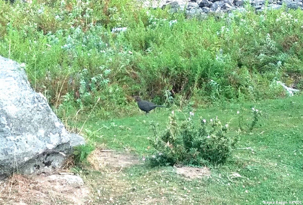 Common Blackbird