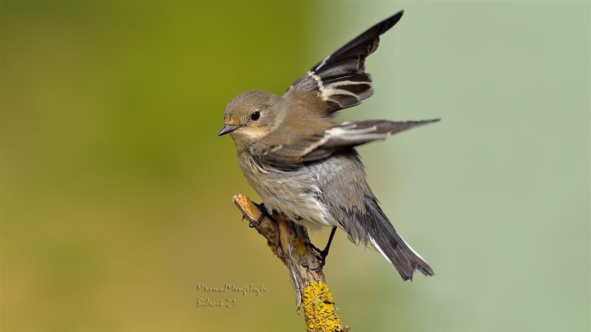 Semicollared Flycatcher