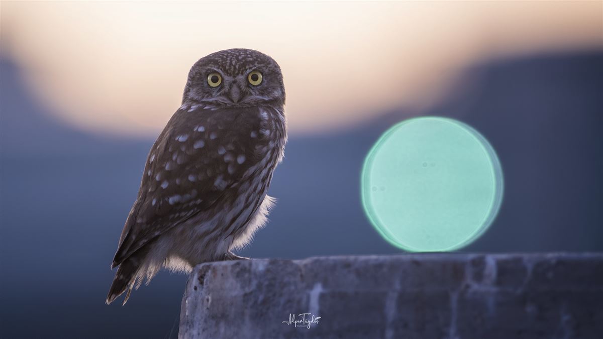 Little Owl