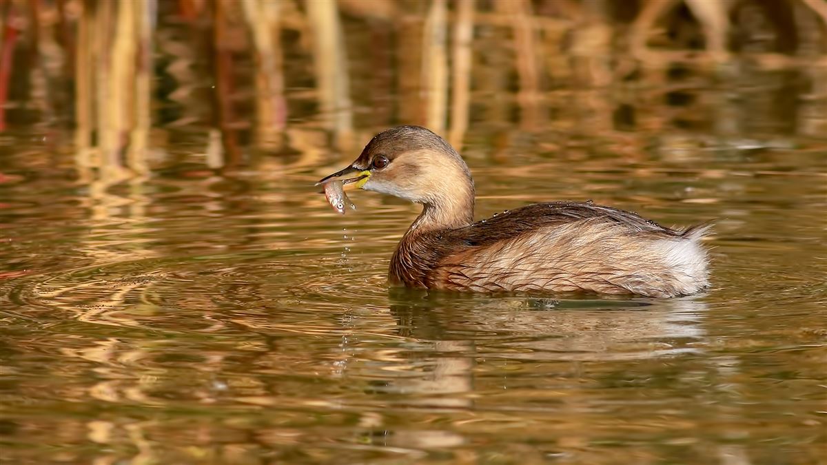 Little Grebe