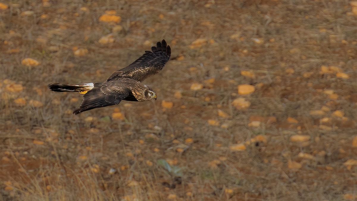 Hen Harrier