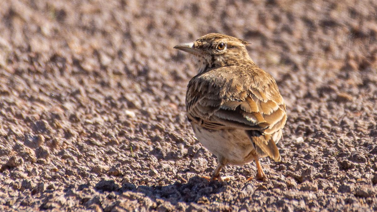Crested Lark