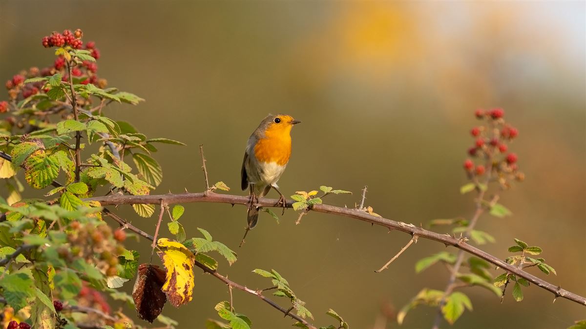 European Robin