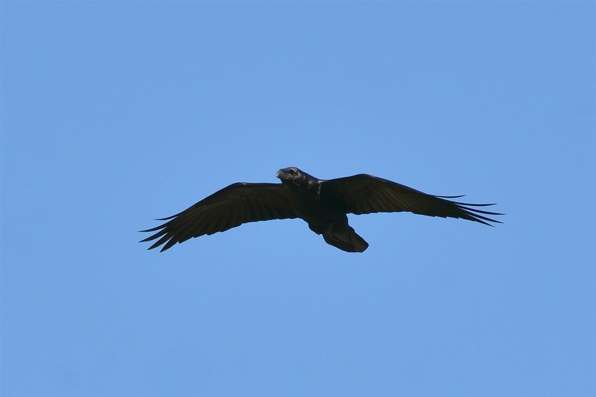 Northern Raven