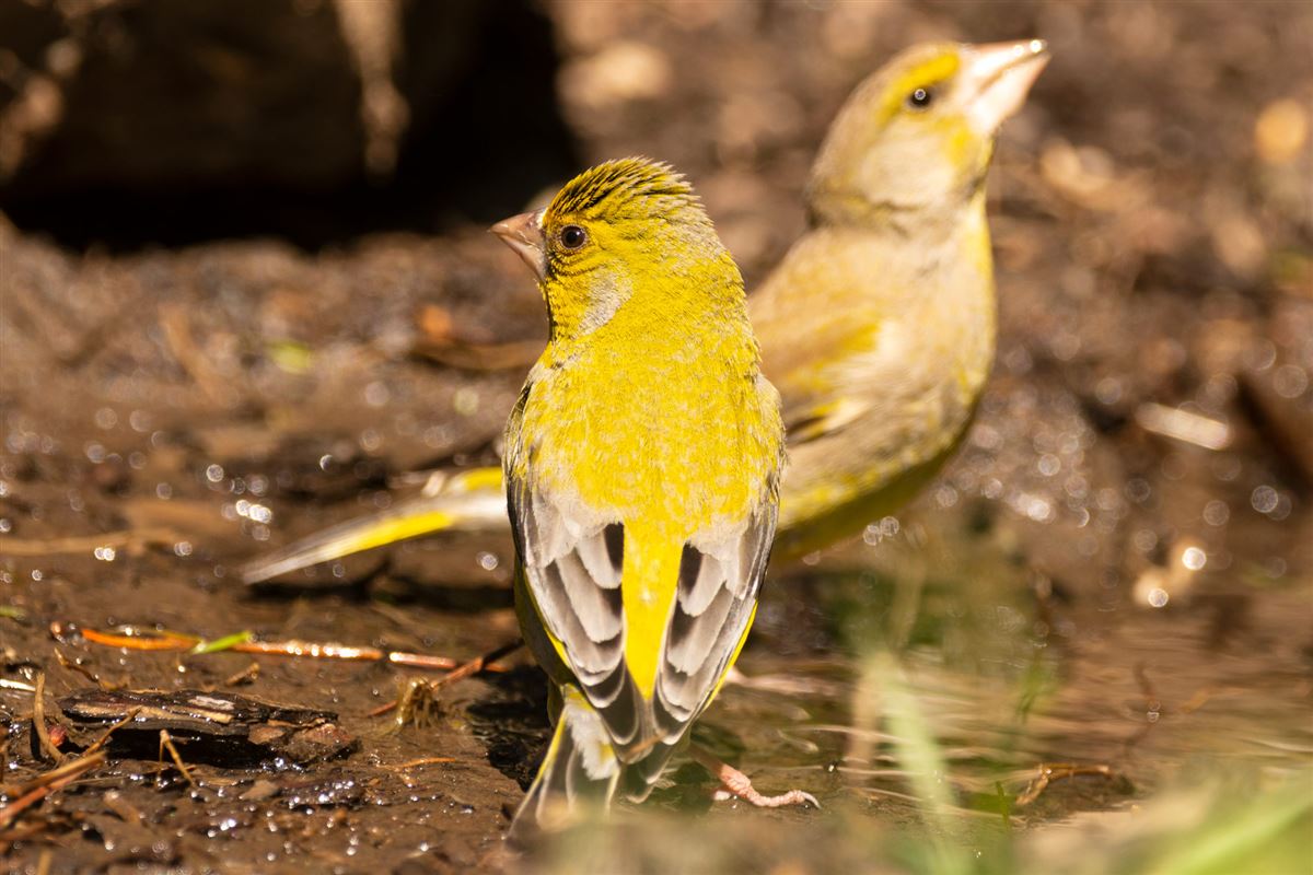 European Greenfinch
