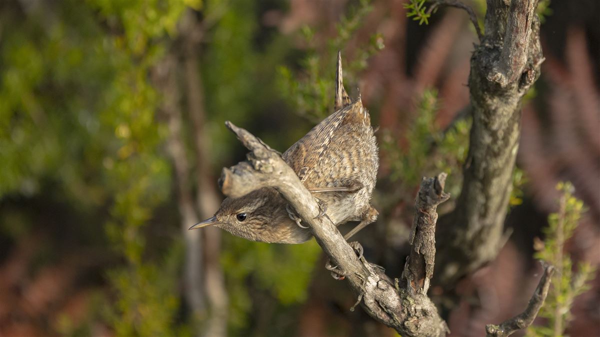 Eurasian Wren
