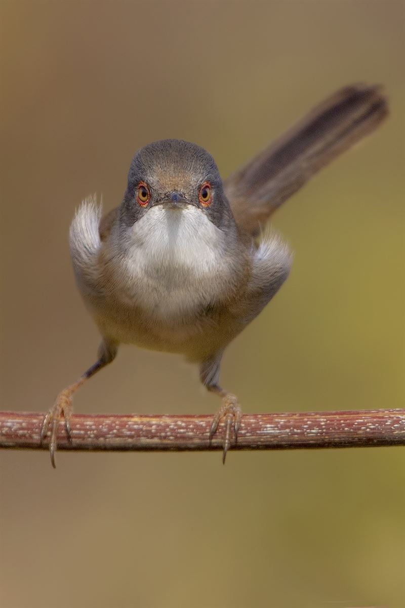 Sardinian Warbler