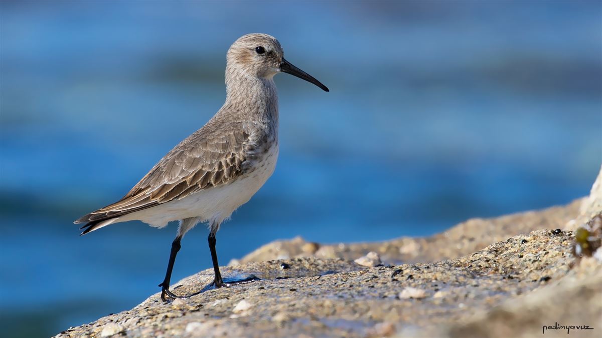 Dunlin