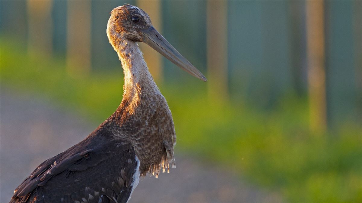 Black Stork