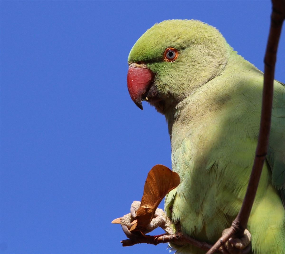 Rose-ringed Parakeet