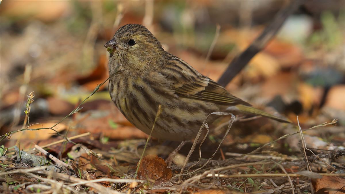 European Serin