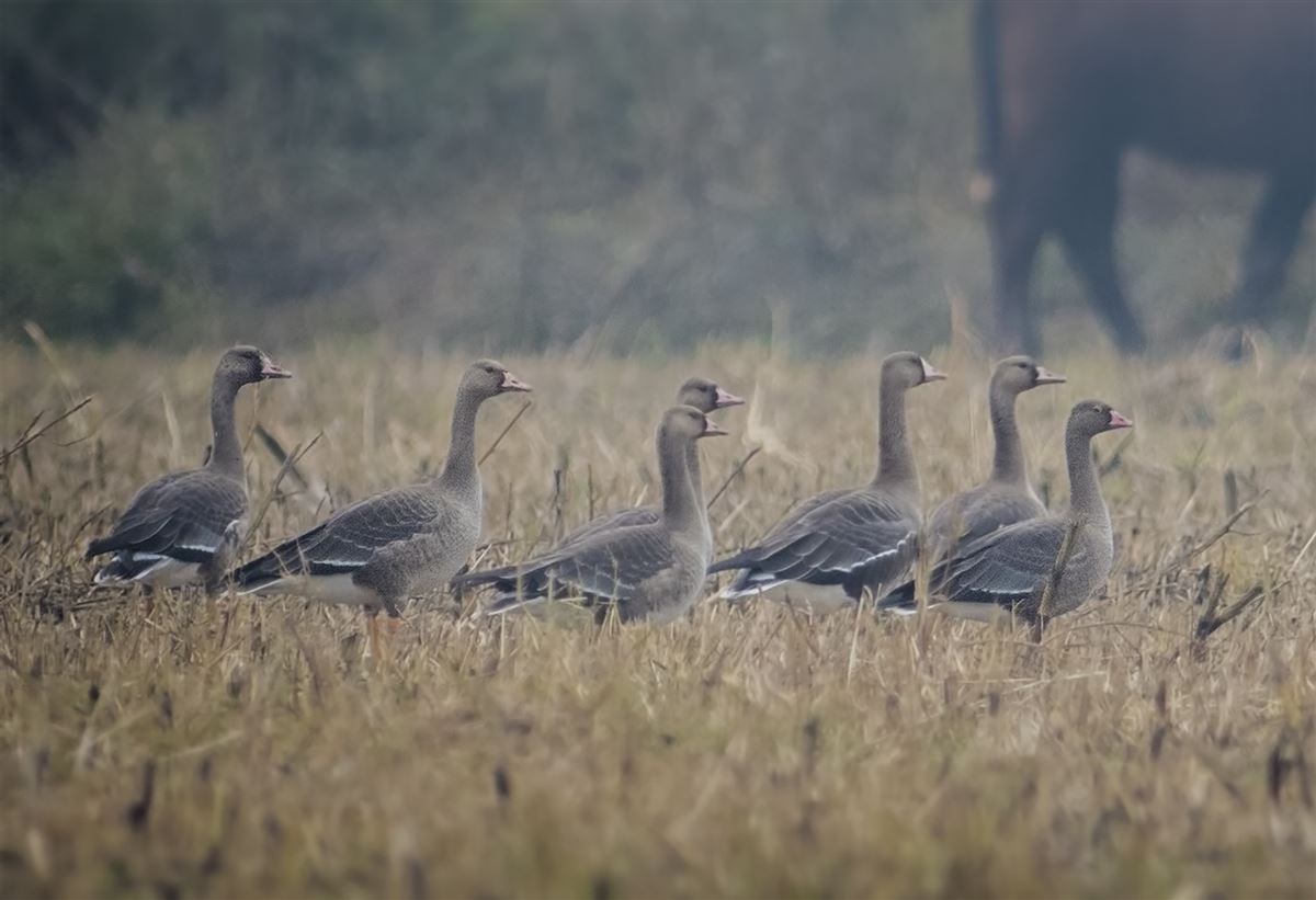Lesser White-fronted Goose
