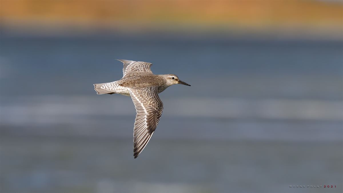 Red Knot