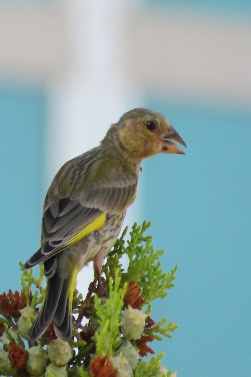 European Greenfinch