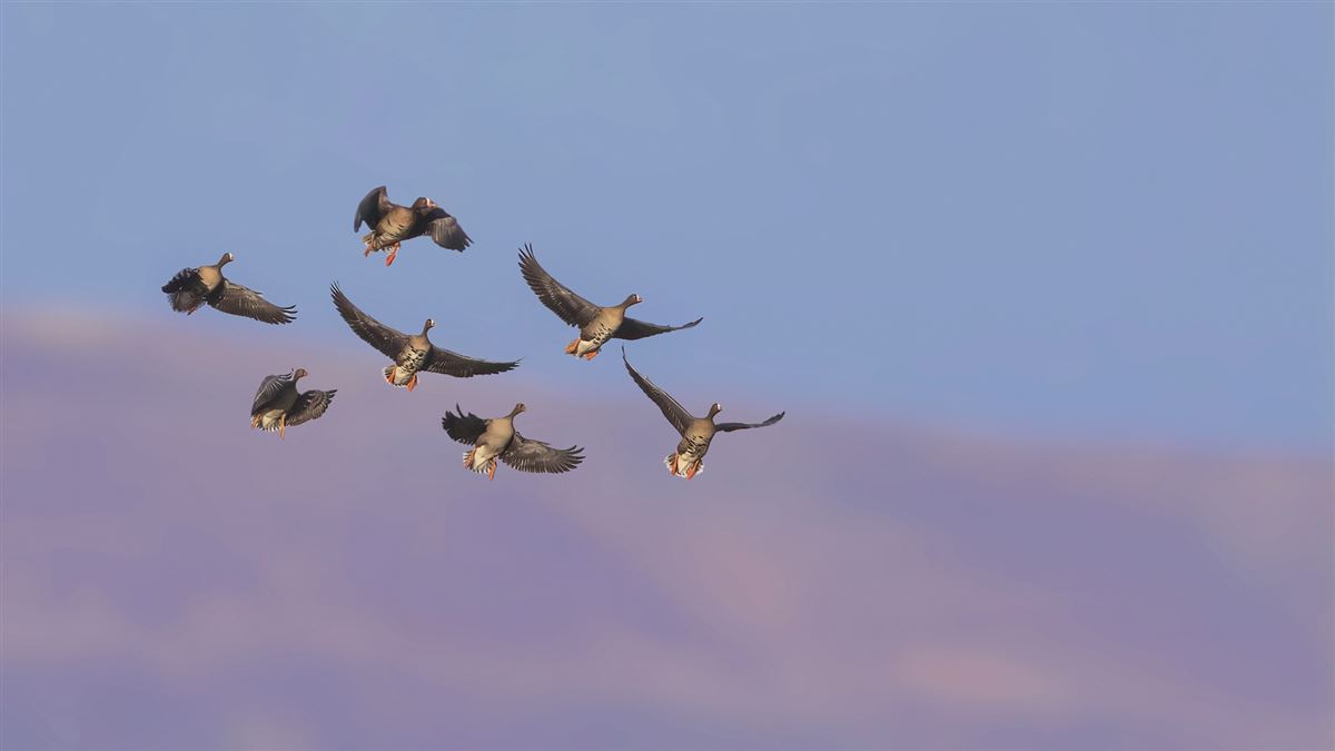 Lesser White-fronted Goose