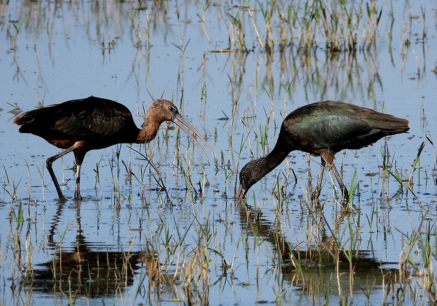 Glossy Ibis