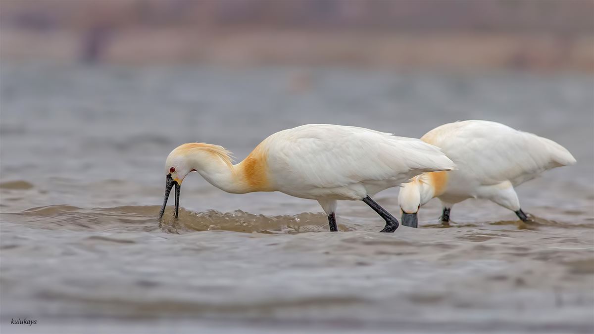 Eurasian Spoonbill