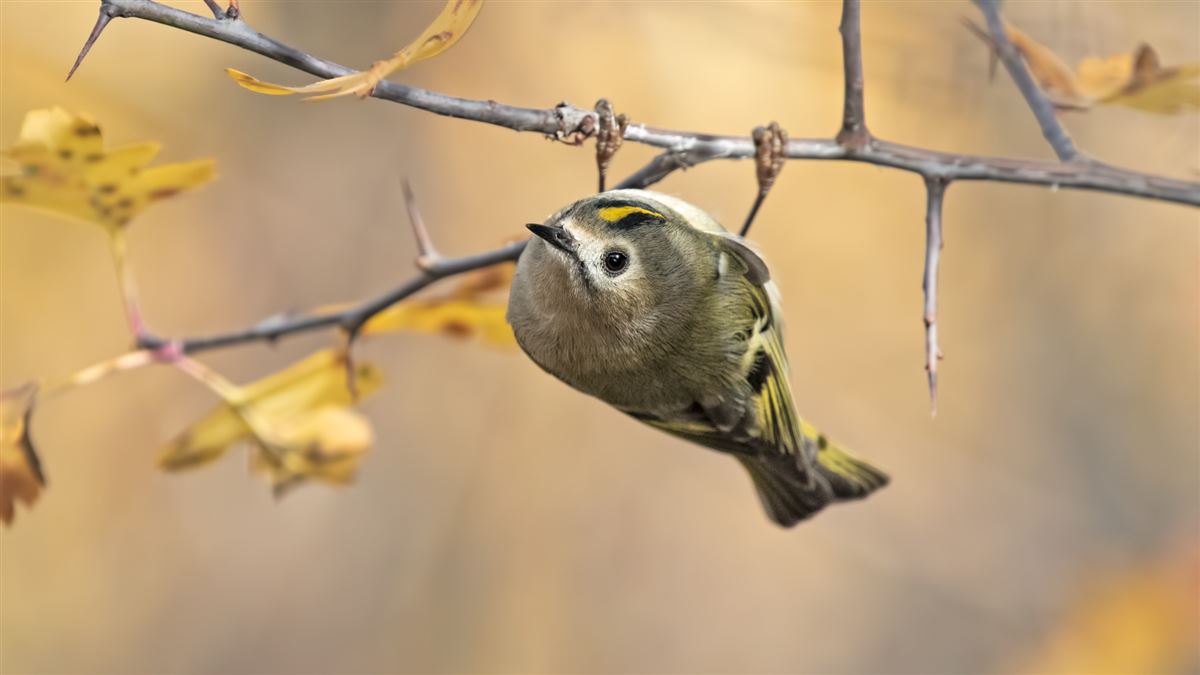 Goldcrest