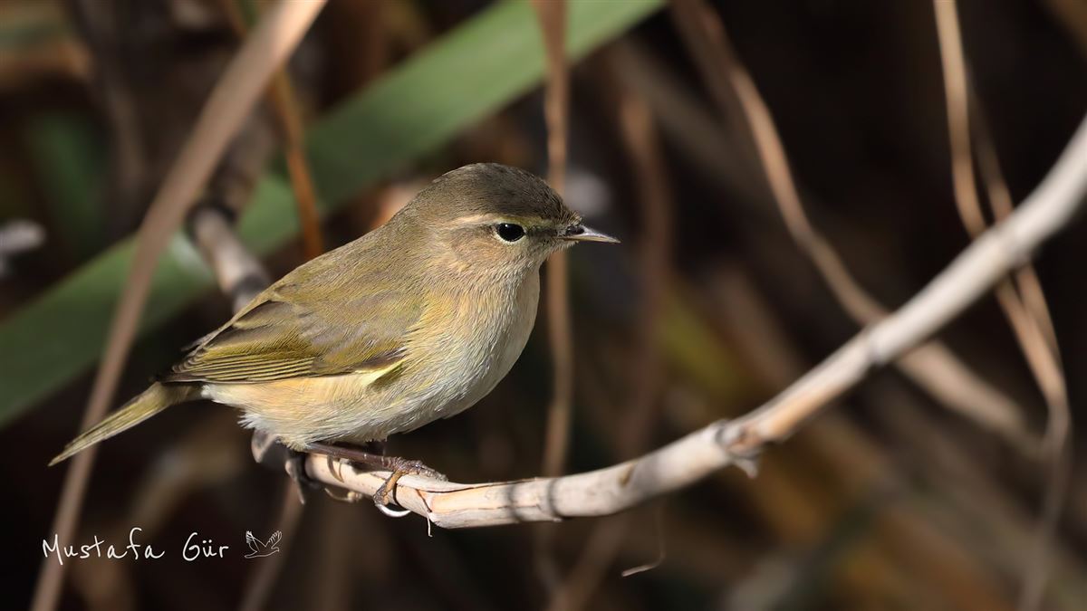 Common Chiffchaff