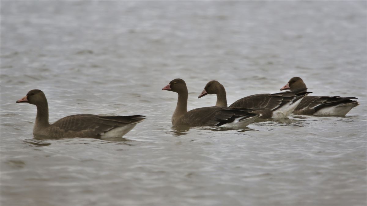 Lesser White-fronted Goose