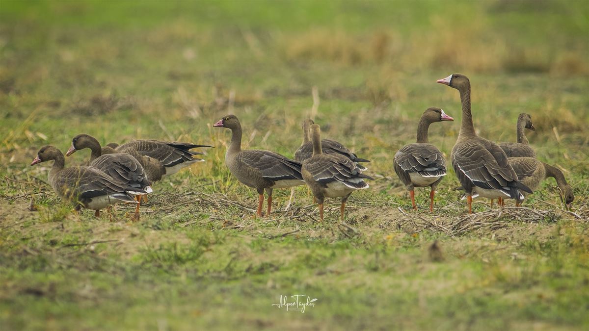 Lesser White-fronted Goose