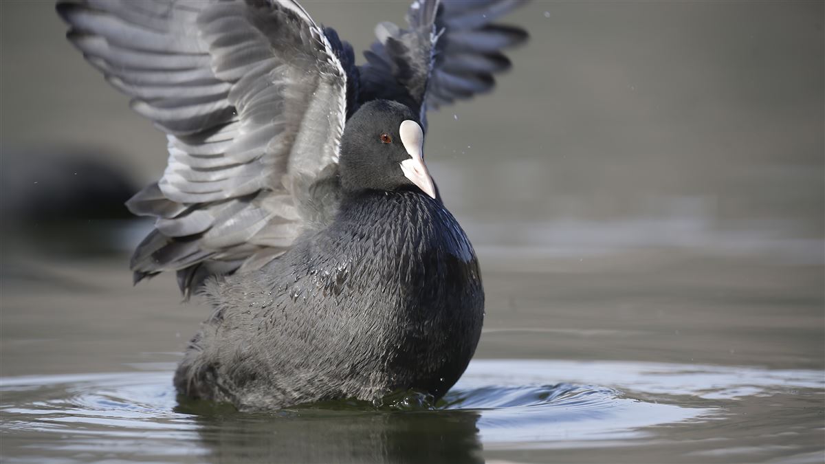 Eurasian Coot