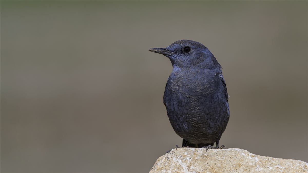 Blue Rock Thrush