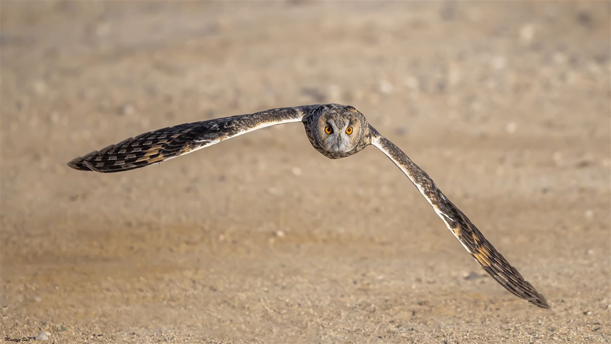 Long-eared Owl