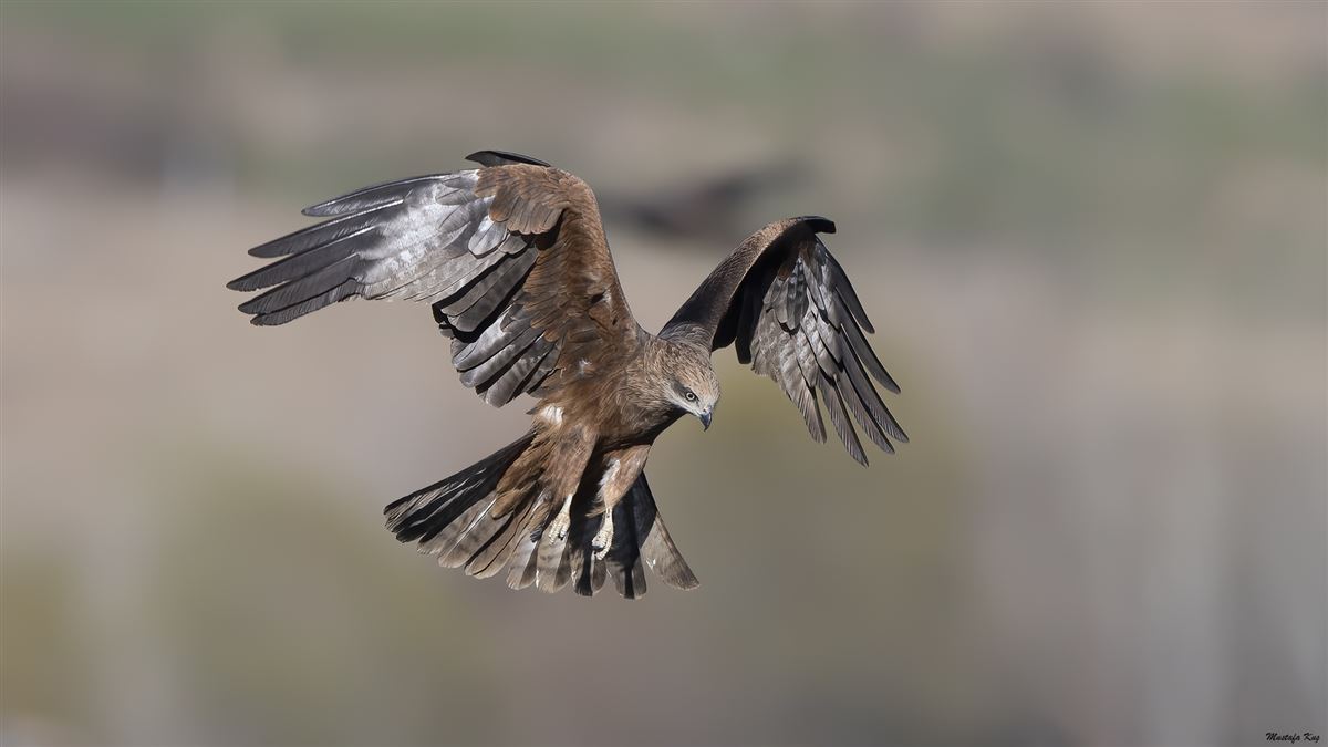 Black Kite