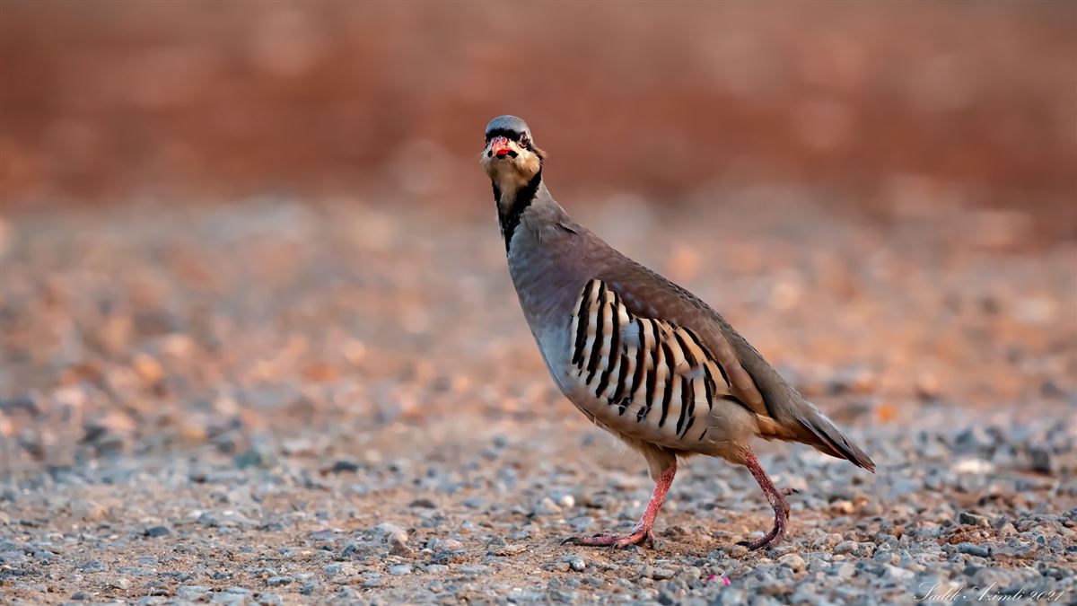 Chukar Partridge