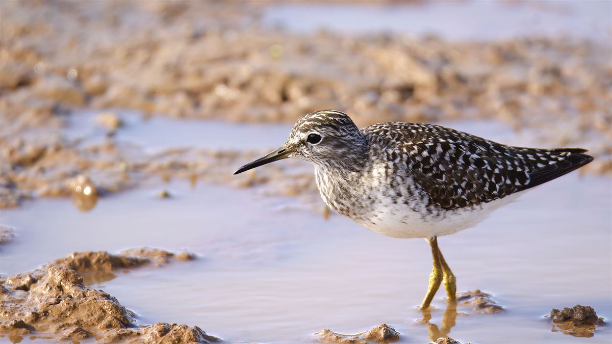 Wood Sandpiper