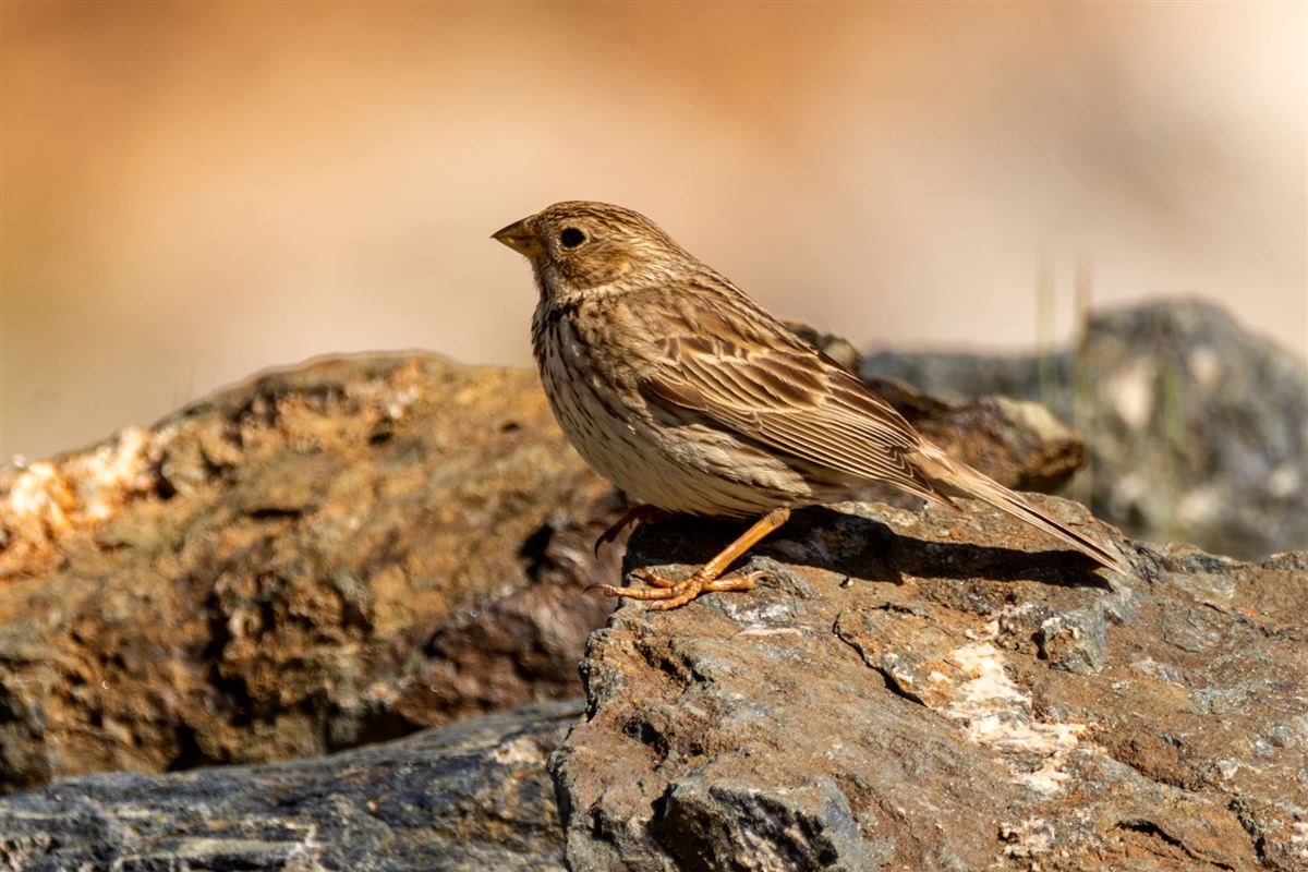 Corn Bunting