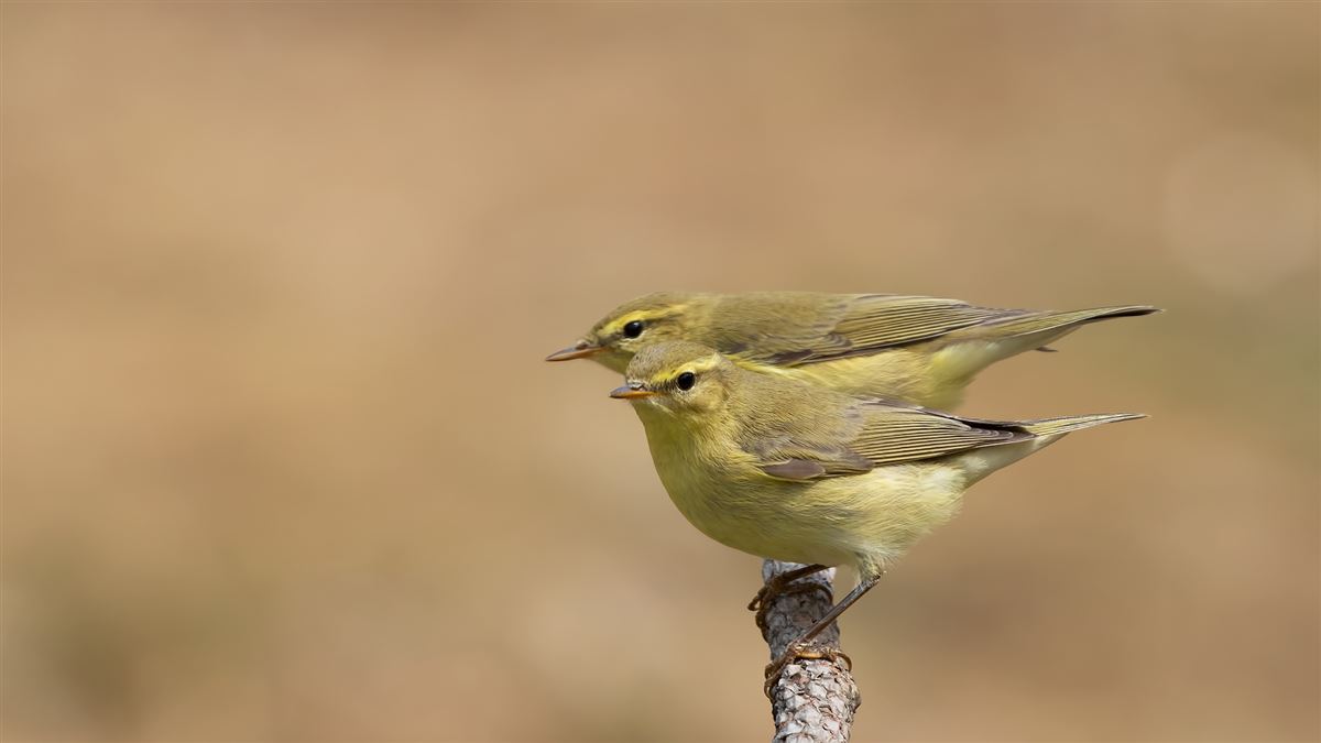 Willow Warbler