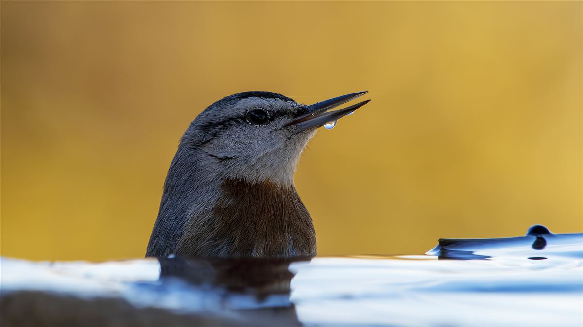 Krüper`s Nuthatch