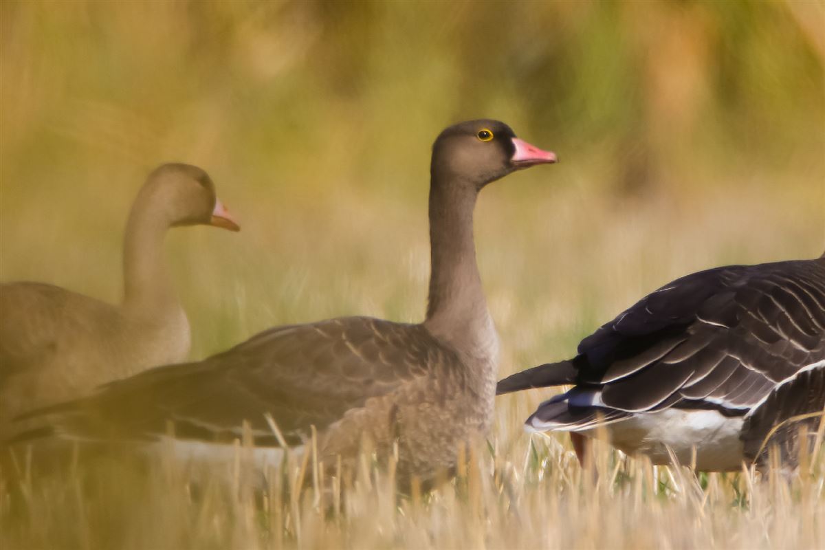 Lesser White-fronted Goose
