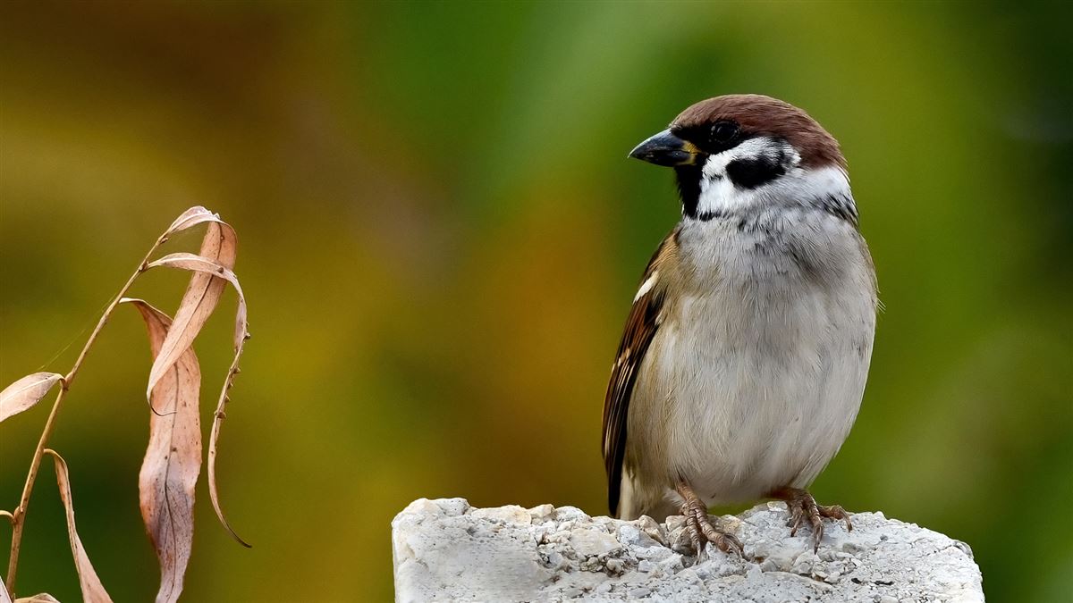 Eurasian Tree Sparrow