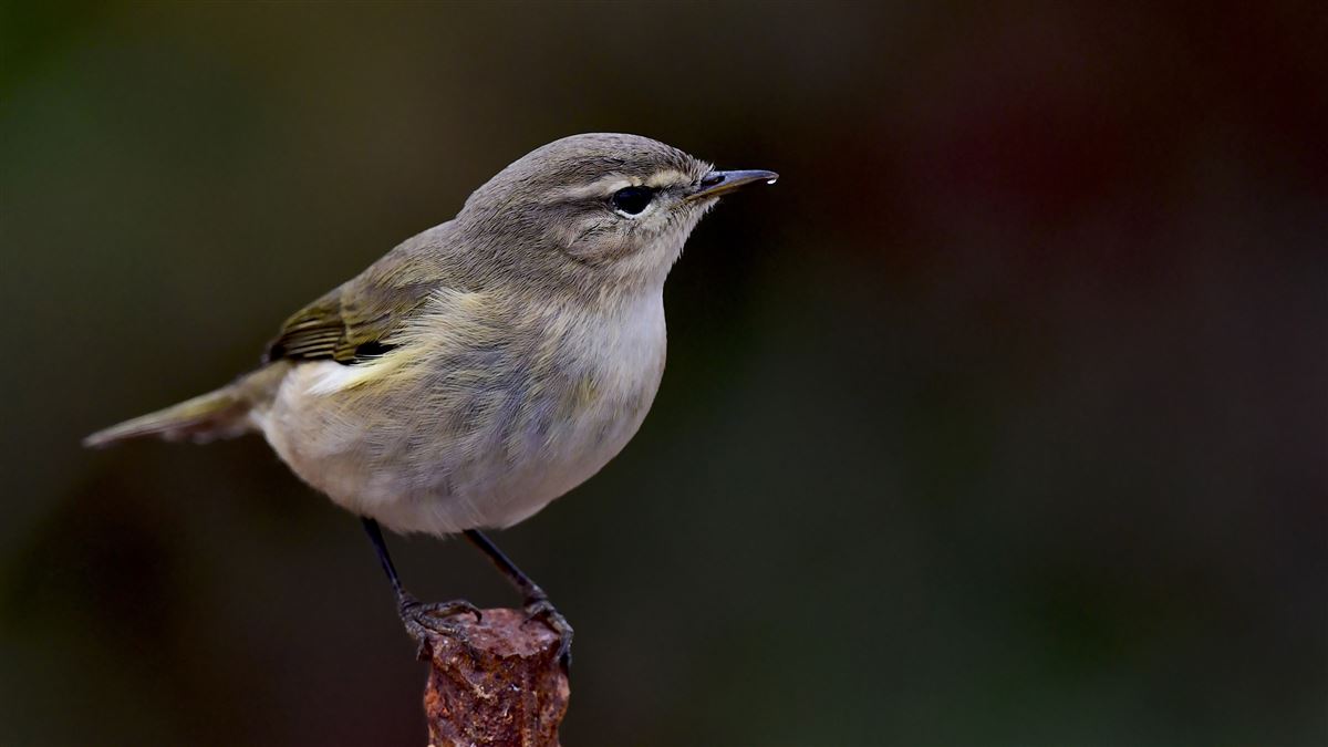 Common Chiffchaff