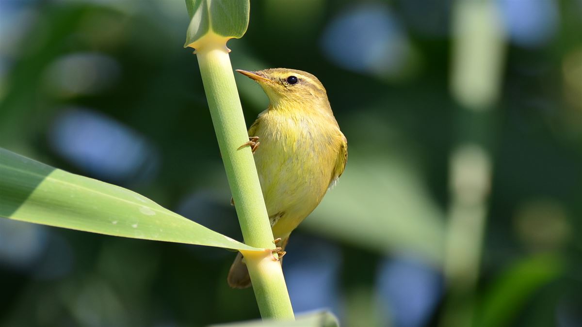 Willow Warbler