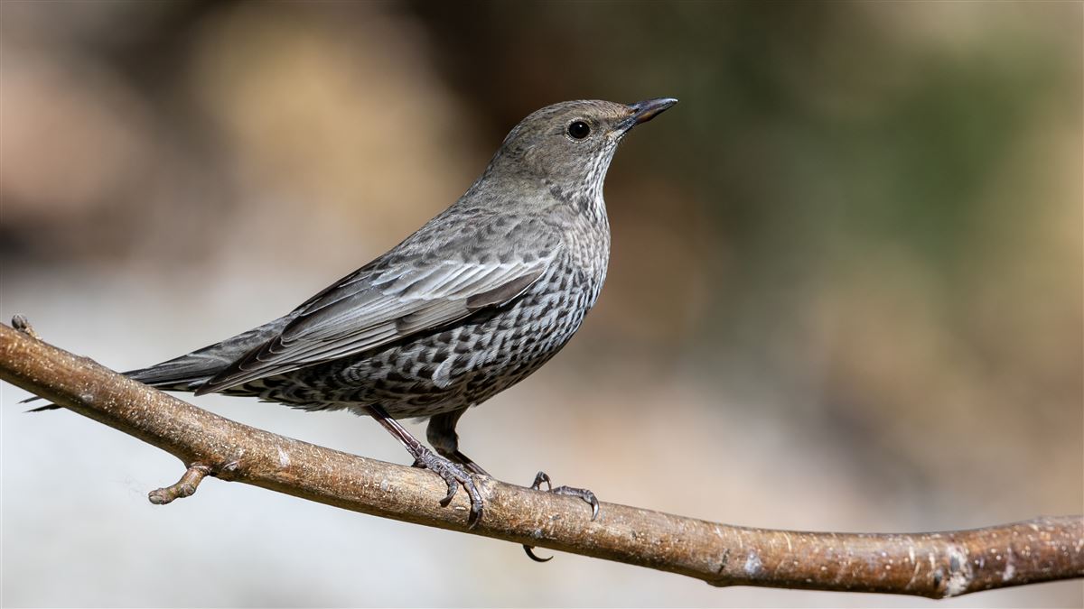 Ring Ouzel