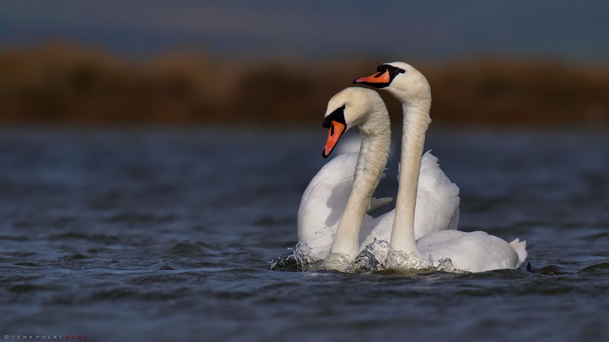 Mute Swan