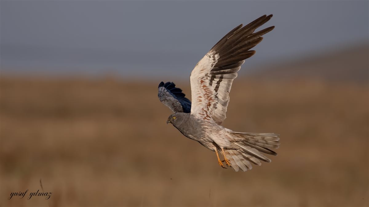 Montagu`s Harrier